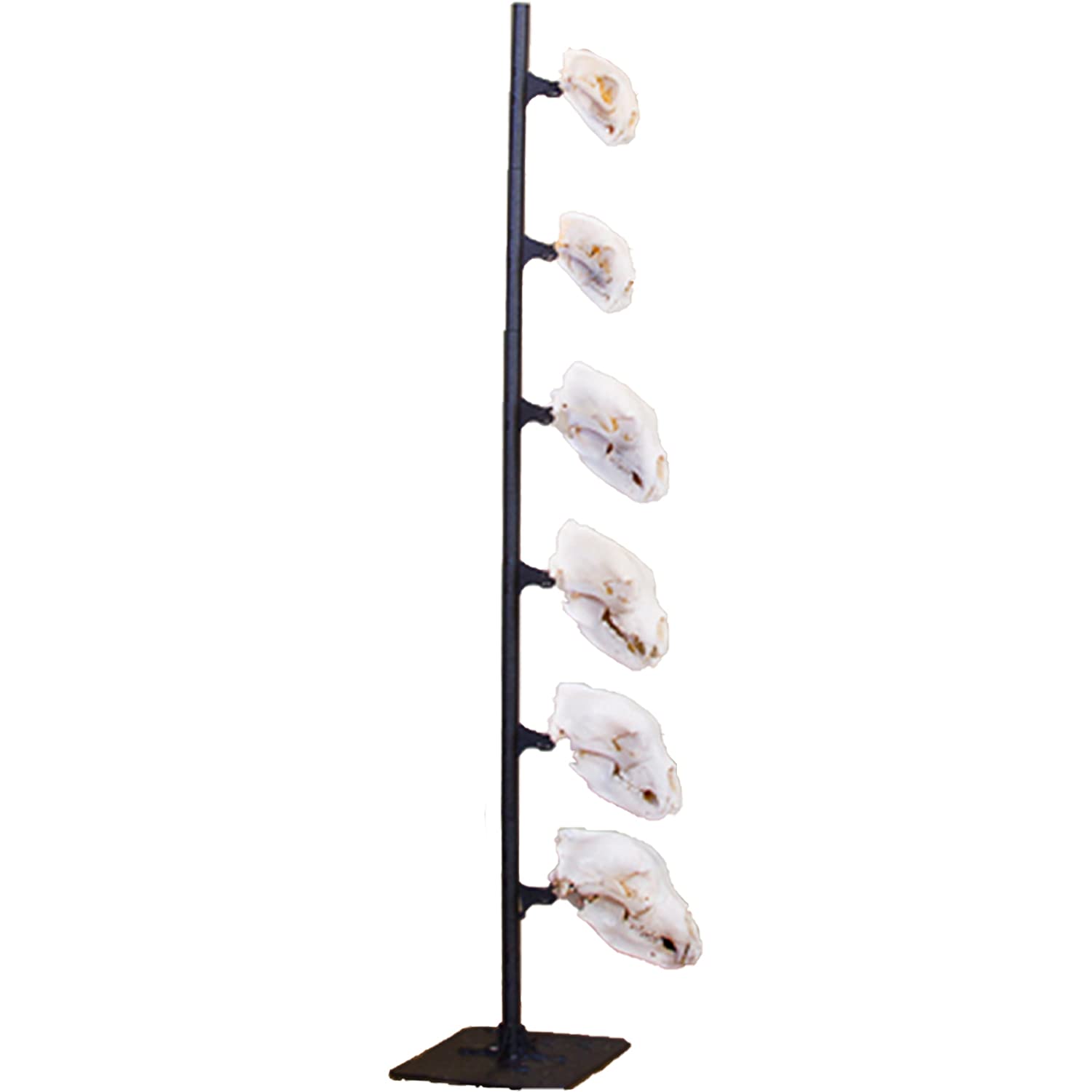 Skull Hooker Trophy Tree European Trophy Mount - Hang Up To 5 Taxidermy Deer Antlers And Other Skulls For Display - Graphite Bla