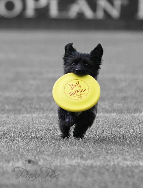 Hyperflite K-10 Pup Sofflite Dog Disc 7 Inch, Ultra-Soft For Canines With Sensitive Mouths, Best Flying, Dog Frisbee, Competitio