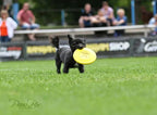 Hyperflite K-10 Pup Sofflite Dog Disc 7 Inch, Ultra-Soft For Canines With Sensitive Mouths, Best Flying, Dog Frisbee, Competitio