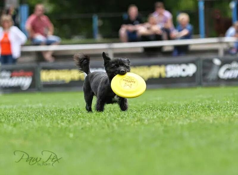 Hyperflite K-10 Pup Sofflite Dog Disc 7 Inch, Ultra-Soft For Canines With Sensitive Mouths, Best Flying, Dog Frisbee, Competitio