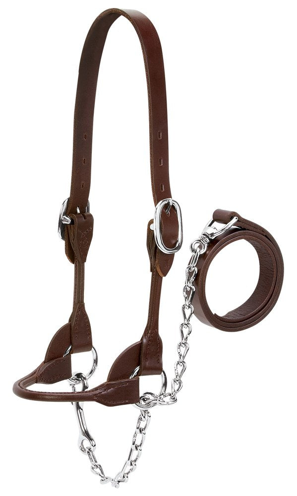 Weaver Leather Livestock Dairy/Beef Rounded Show Halter , Brown , Large