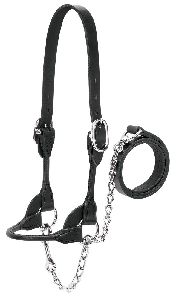 Weaver Leather Livestock Dairy/Beef Rounded Show Halter , Black, Large