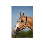 Mustang Be Good Control Poly Rope Halter Black