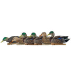 Avian X Topflight Early Season Mallard Duck Decoys, Floating Hunting Pack With Realistic Paint And Motion Keel, Multicolor, 6 Pa