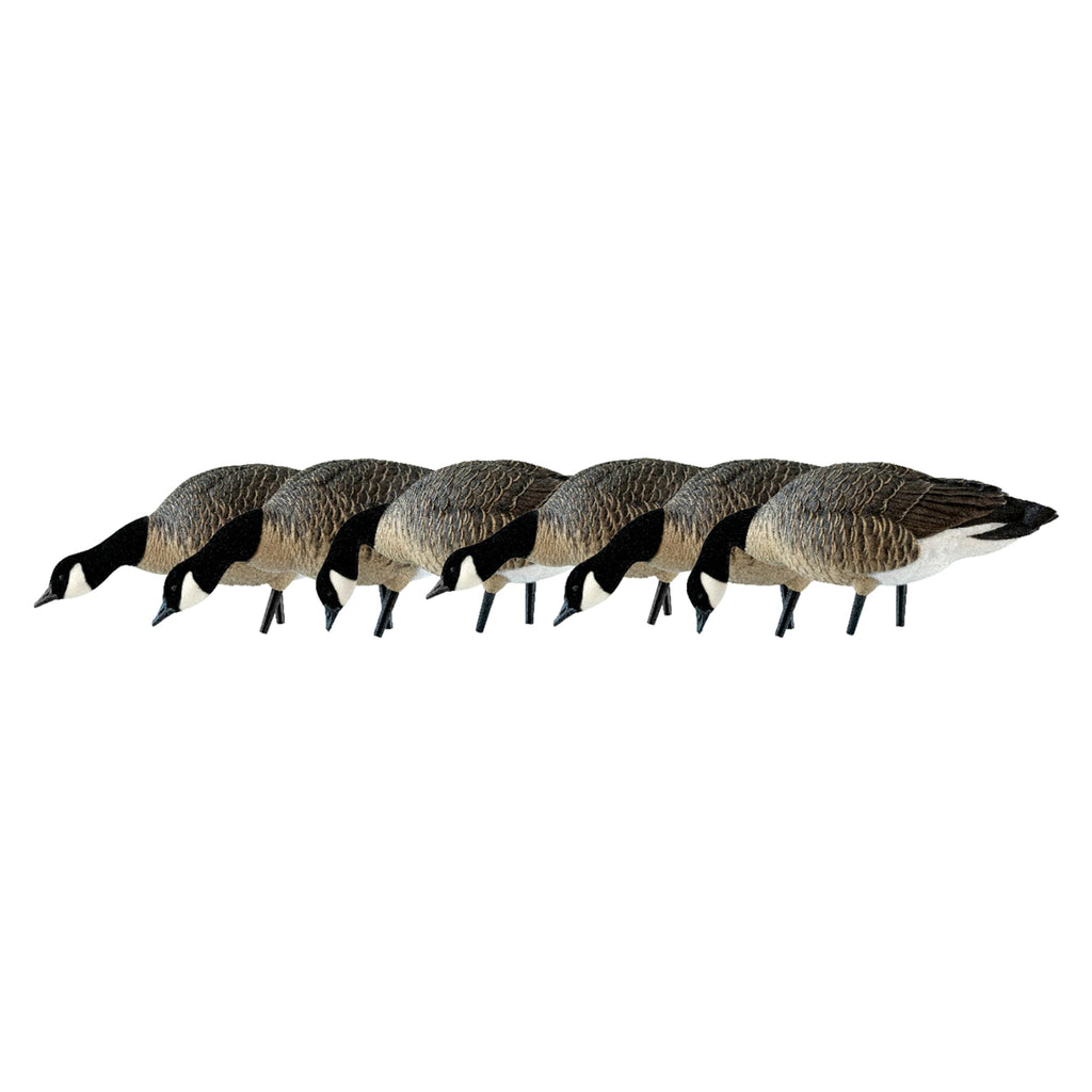 Avian X Axp Honkers Fusion Pack Lesser Canada Goose Decoys, Oversized Realistic Feeder Bodies, Flocked Heads, And Slotted Decoy