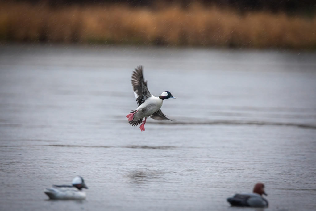 Higdon Outdoors Standard Bufflehead Duck Decoys, All Drakes, Foam-Filled