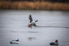 Higdon Outdoors Standard Bufflehead Duck Decoys, All Drakes, Foam-Filled