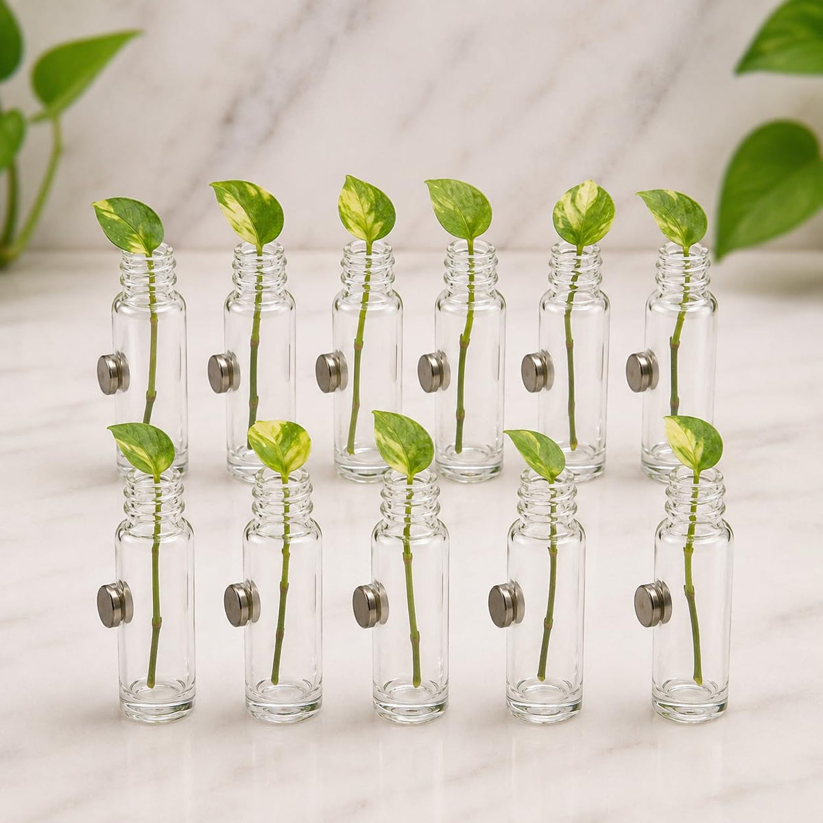 NEXTPRO Mini Glass Bottle Fridge Magnet | Decorative Refrigerator Magnet for Kitchen, Office & Magnetic Boards | Cute Miniature