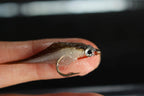 Tigofly 12 Pcs Olive Polar Fry Slowly Sinking Salmon Trout Steelhead Minnow Fly Fishing Flies Lures Fly Set-Size #8