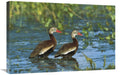 Black-Bellied Whistling Duck Pair Wading, Rio Grand Valley, Texas-Canvas Art-30 x20 