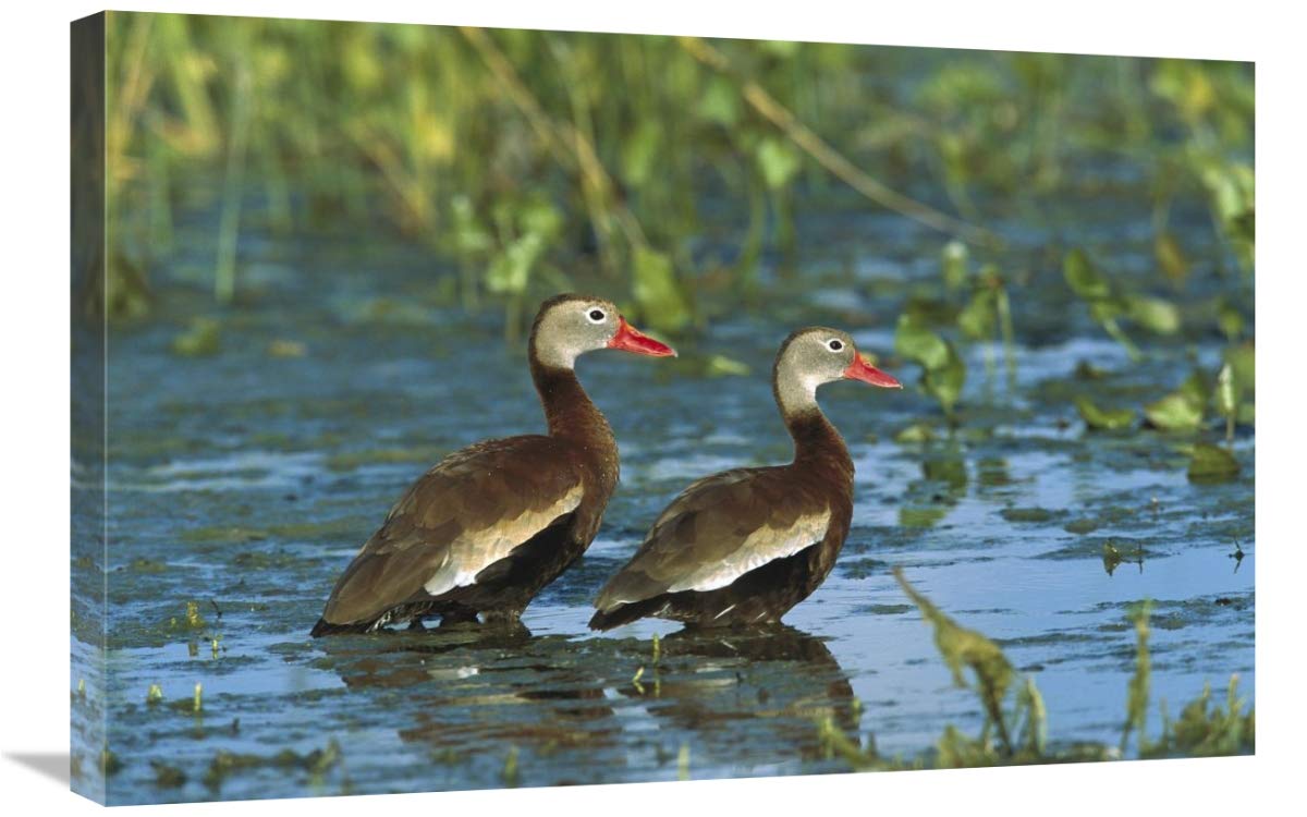 Black-Bellied Whistling Duck Pair Wading, Rio Grand Valley, Texas-Canvas Art-30 x20 