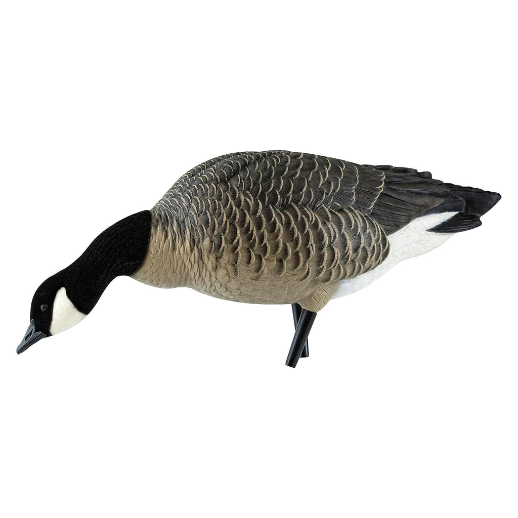 Avian X Axp Honkers Fusion Pack Lesser Canada Goose Decoys, Oversized Realistic Feeder Bodies, Flocked Heads, And Slotted Decoy