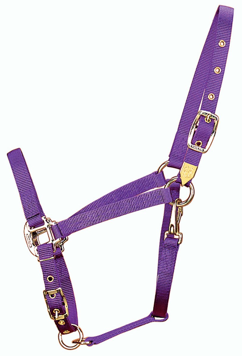 Hamilton 3/4-Inch Nylon Arabian Horse Halter with Adjustable Chin and Throat Snap, Average, 800 to 1100 pounds, Purple