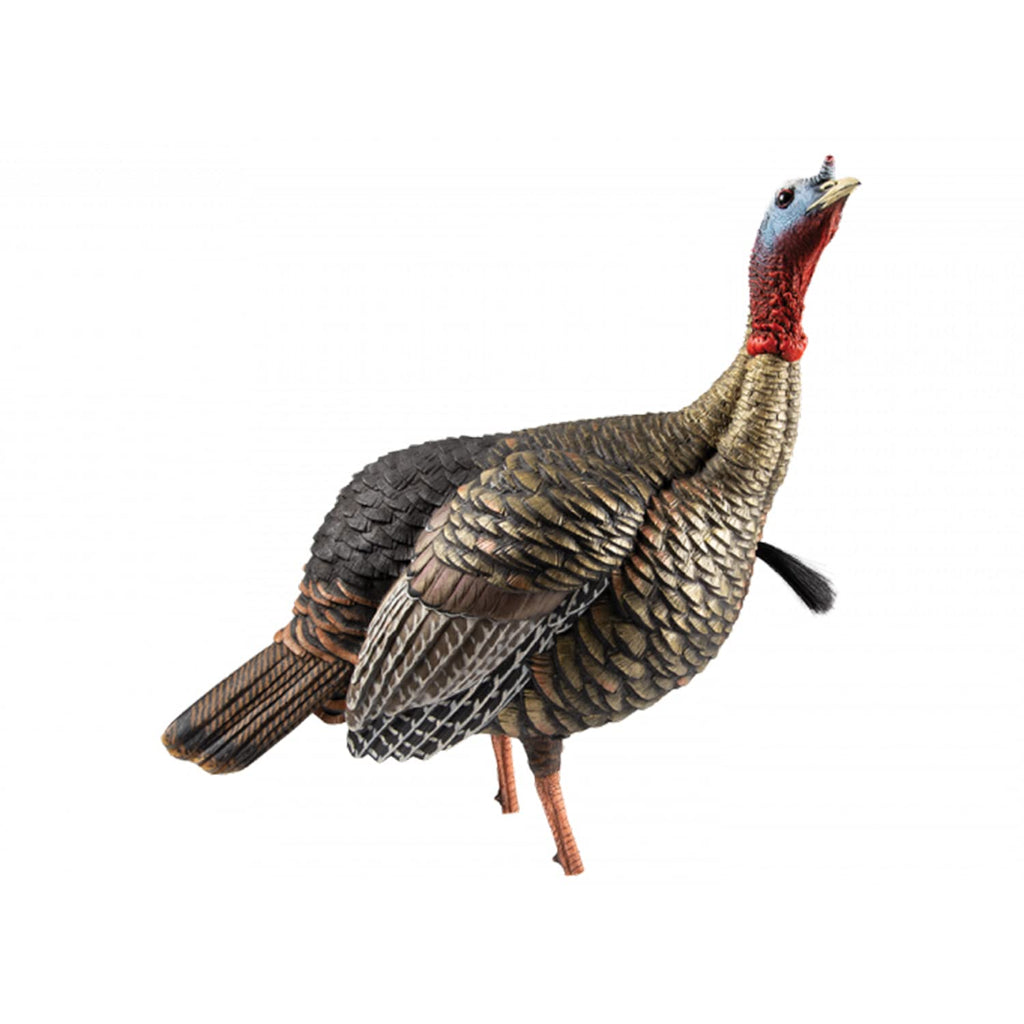 Avian-X Hdr Jake Turkey Decoy | Rugged Durable Realistic Lifelike Quarter-Strut Body Standing Hunting Decoy With 2 Removable Hea