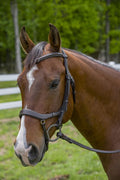 Henri de Rivel Pro Anatomical Bridle Cob Havana