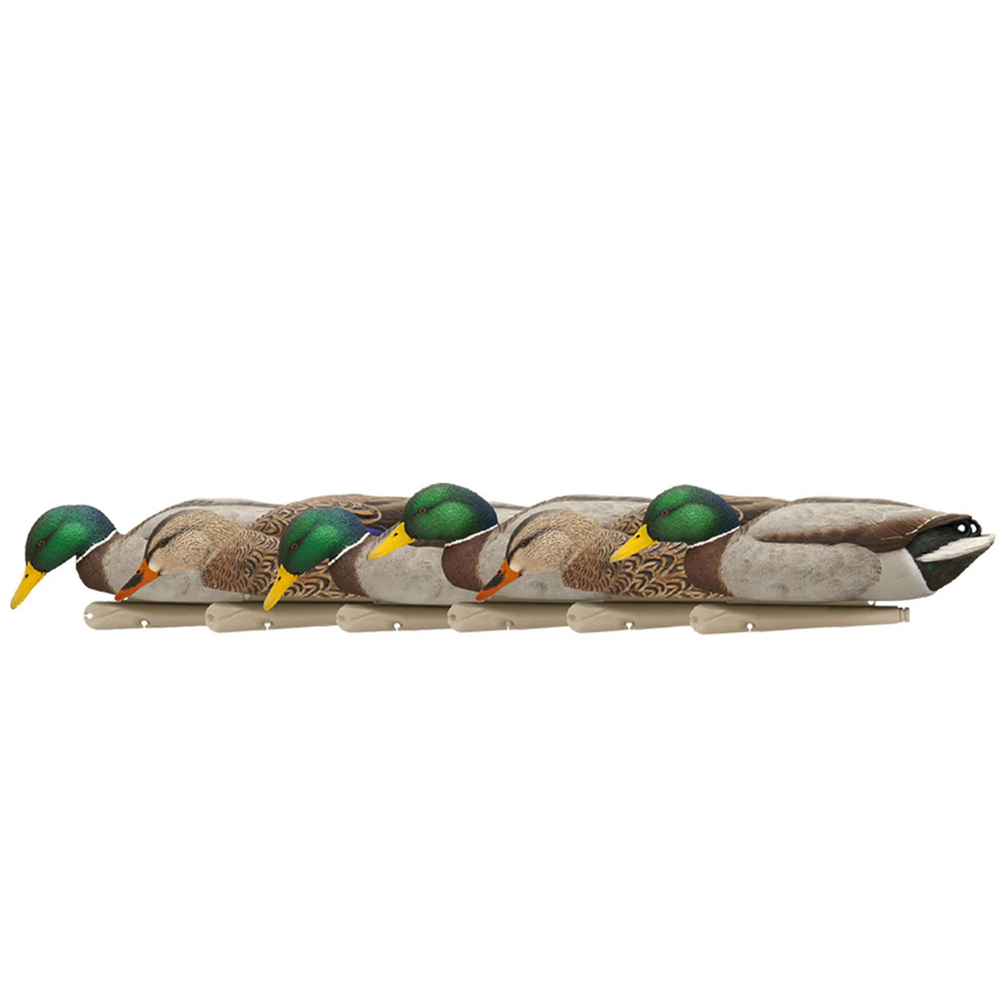 Avian X Topflight Backwater Mallards Duck Decoys Pack, Ultra Realistic Floating Mallard Hunting Decoy, 3 Feeding Postures, Multi