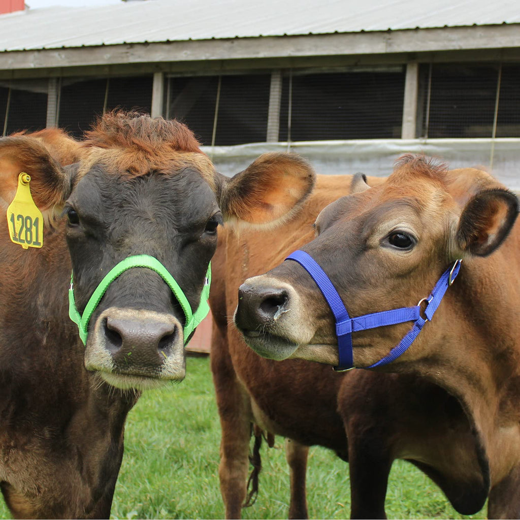 Derby Originals Adjustable Nylon Livestock Cattle Halters Available In Multiple Colors