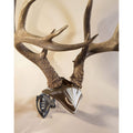 Skull Hooker Bone Bracket European Trophy Mount With Skull Cap Included - Perfect Kit For Hanging And Mounting Capped Skulls For