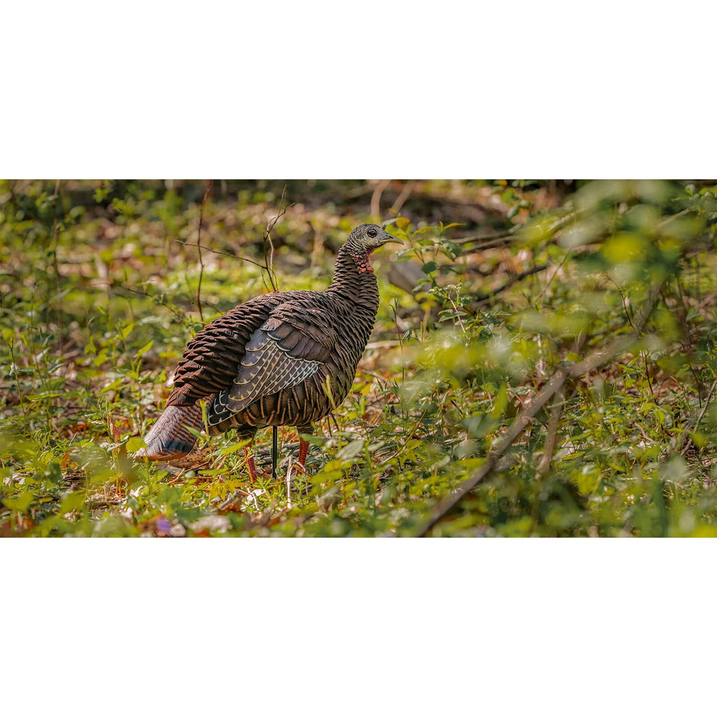 Avian-X Hdr Hen Turkey Decoy | Durable Realistic Lifelike Standing Hunting Decoy With 2 Removable Heads, Carry Bag & Integrated