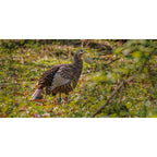 Avian-X Hdr Hen Turkey Decoy | Durable Realistic Lifelike Standing Hunting Decoy With 2 Removable Heads, Carry Bag & Integrated
