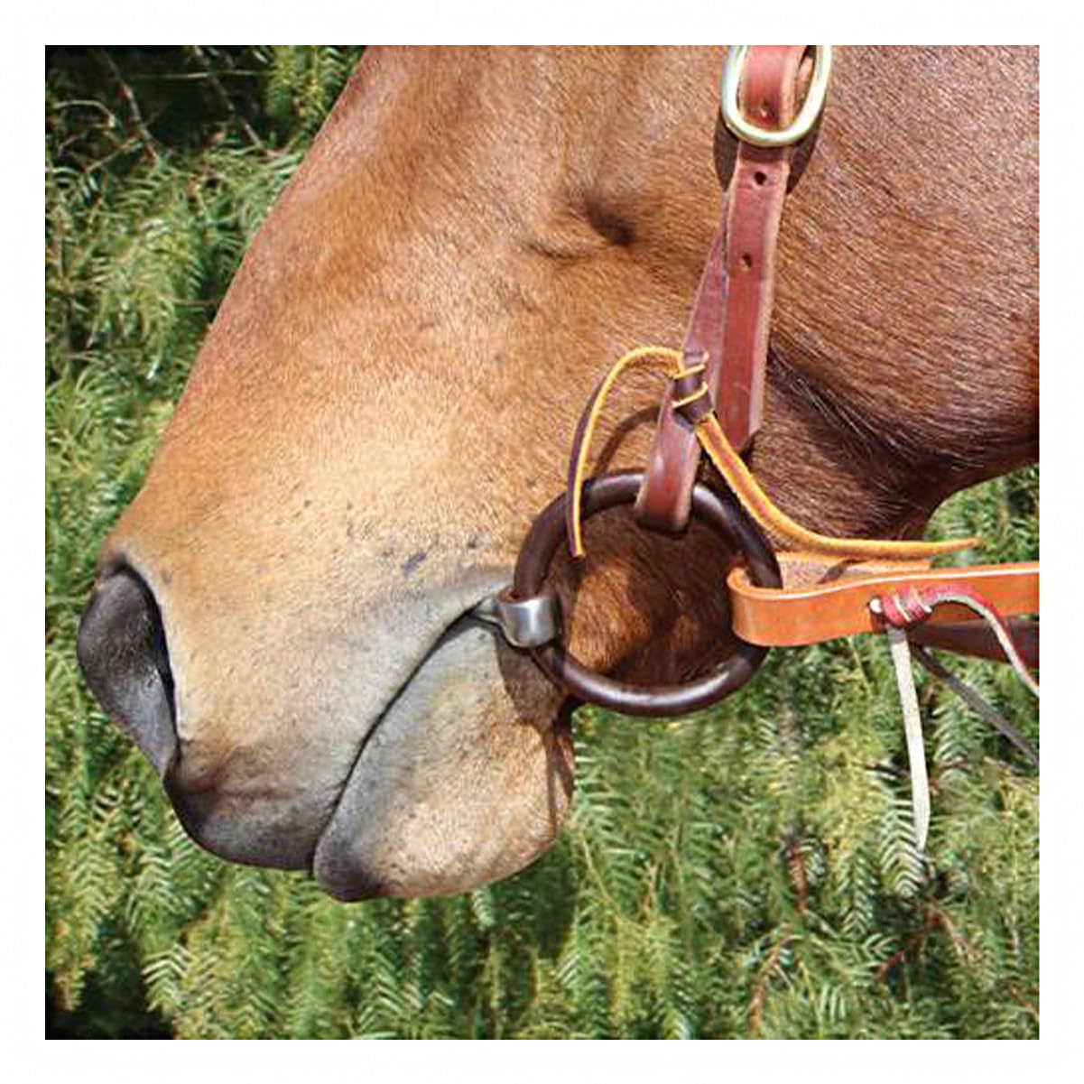 The Bob Avila Collection By Professionals Choice Equine O-Ring Sweet Iron Twist Mouth Snaffle Bit
