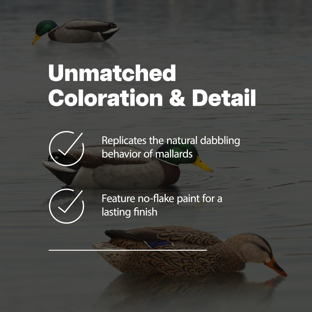 Avian X Topflight Backwater Mallards Duck Decoys Pack, Ultra Realistic Floating Mallard Hunting Decoy, 3 Feeding Postures, Multi
