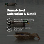 Avian X Topflight Backwater Mallards Duck Decoys Pack, Ultra Realistic Floating Mallard Hunting Decoy, 3 Feeding Postures, Multi