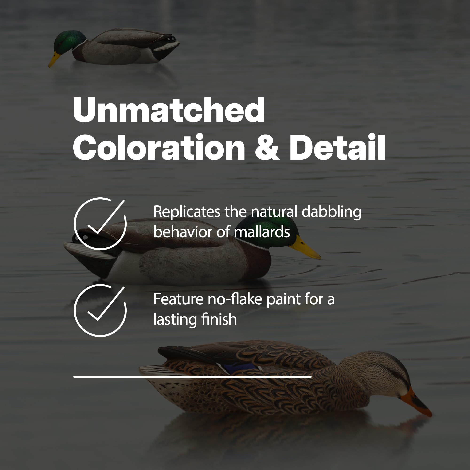 Avian X Topflight Backwater Mallards Duck Decoys Pack, Ultra Realistic Floating Mallard Hunting Decoy, 3 Feeding Postures, Multi
