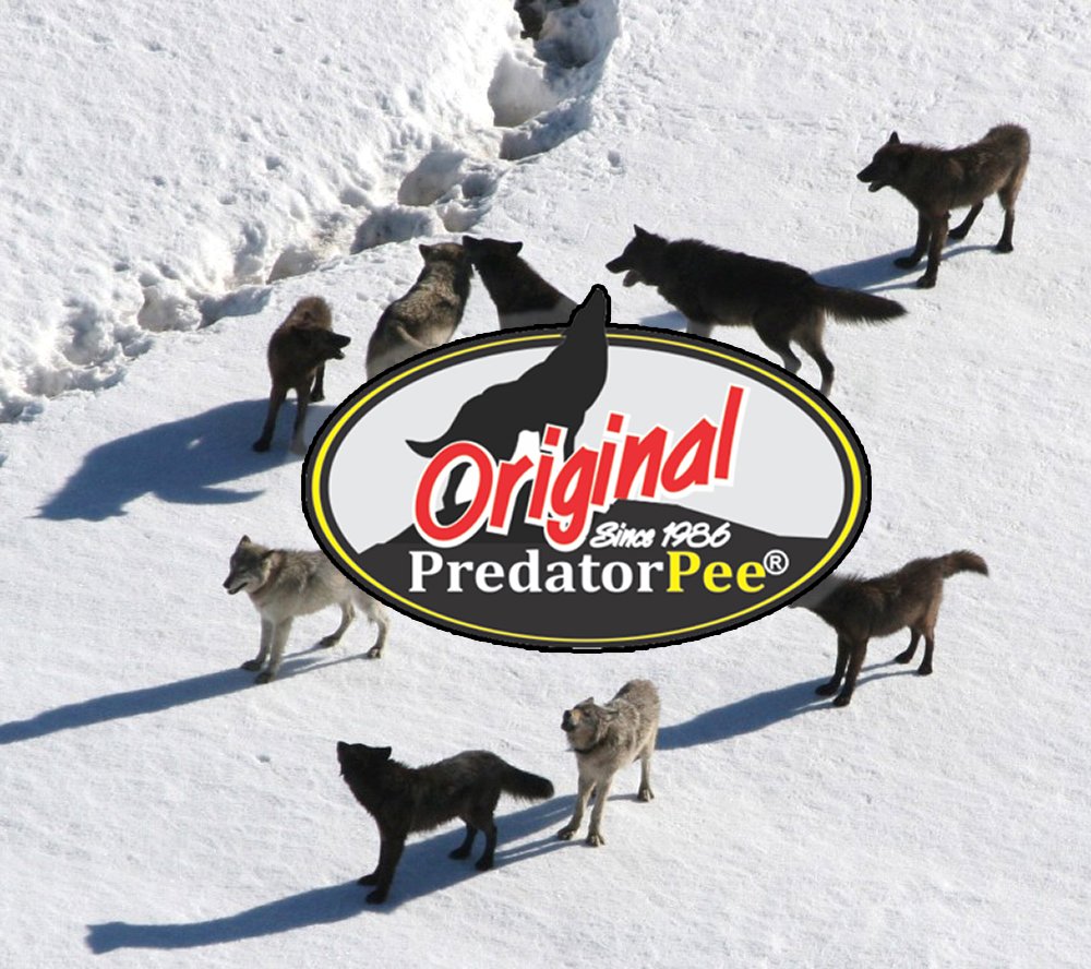 Predatorpee 100% Wolf Urine - Territorial Marking Scent - Creates Illusion That Wolf Is Nearby - 12 Oz
