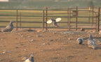 Mojo Pigeon Spinning Wing Dove Decoy For Dove Hunting