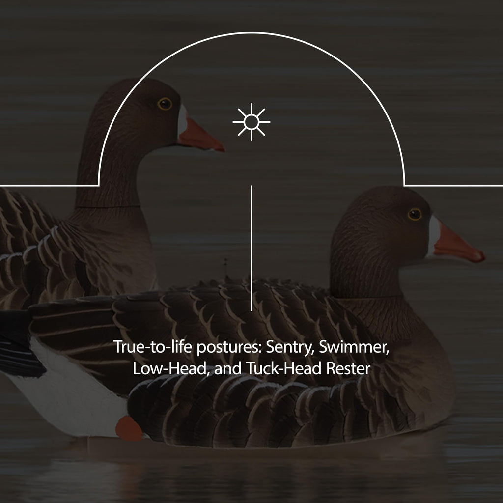 Avian-X Topflight Specklebelly Floating Goose Decoys With True To Life Postures For Hunting Use, Outdoor Sports, And Recreation