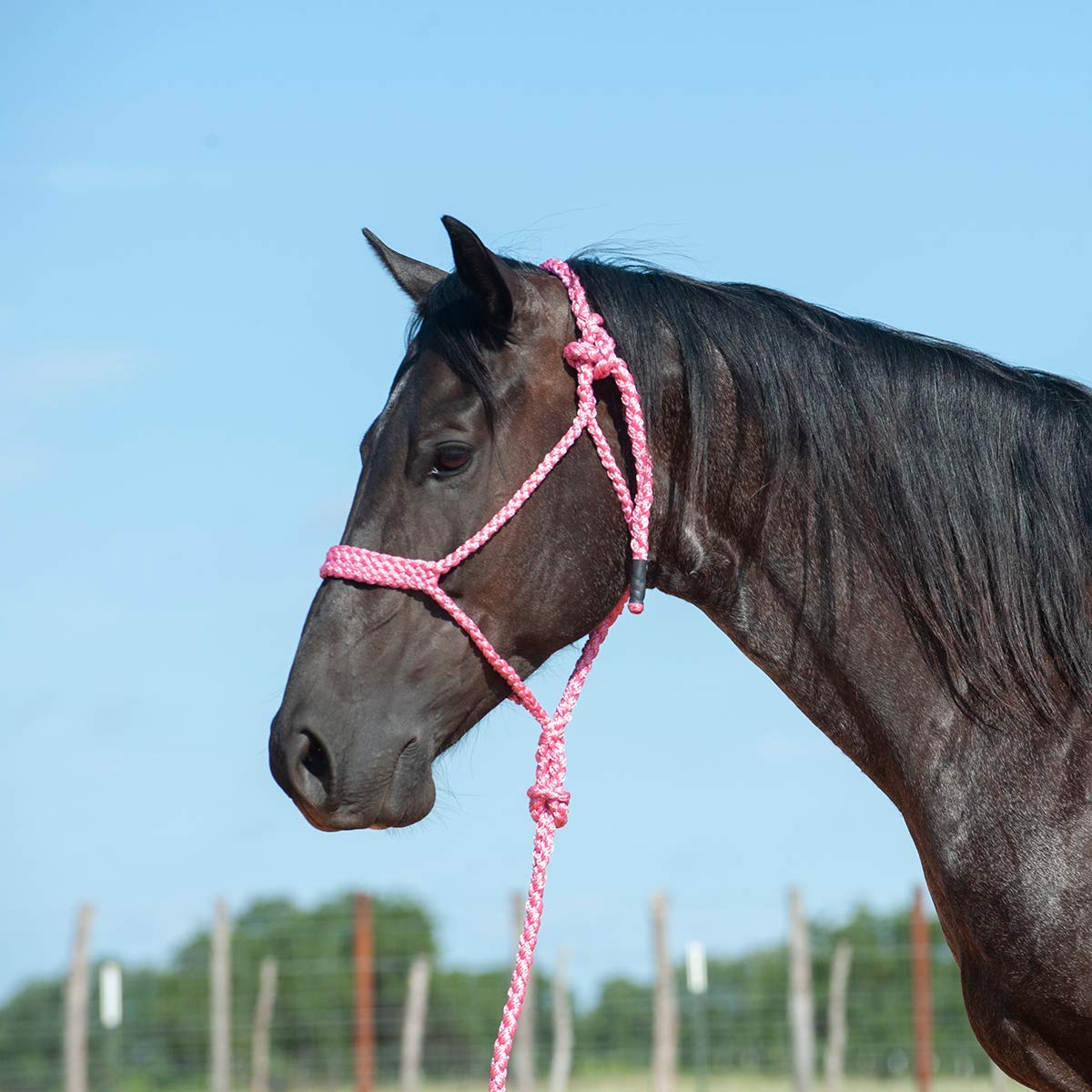 Cashel Flat Braid Halter And Leadrope, Pink