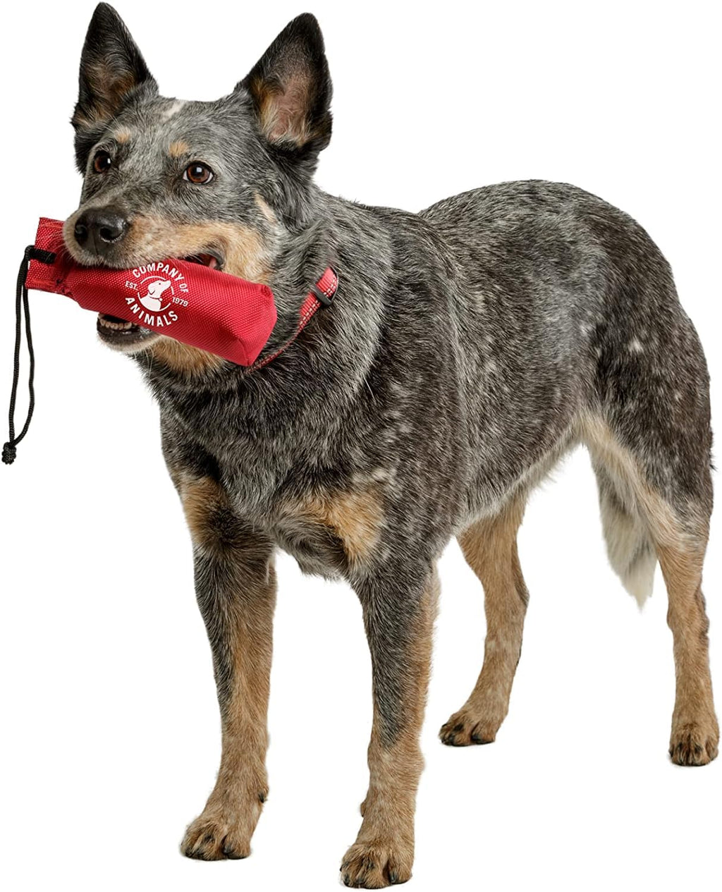 Company Of Animals Canvas Training Dummy For Dogs, Retrieval Training Equipment Floats, Highly Visible, Long Distance Throwing,