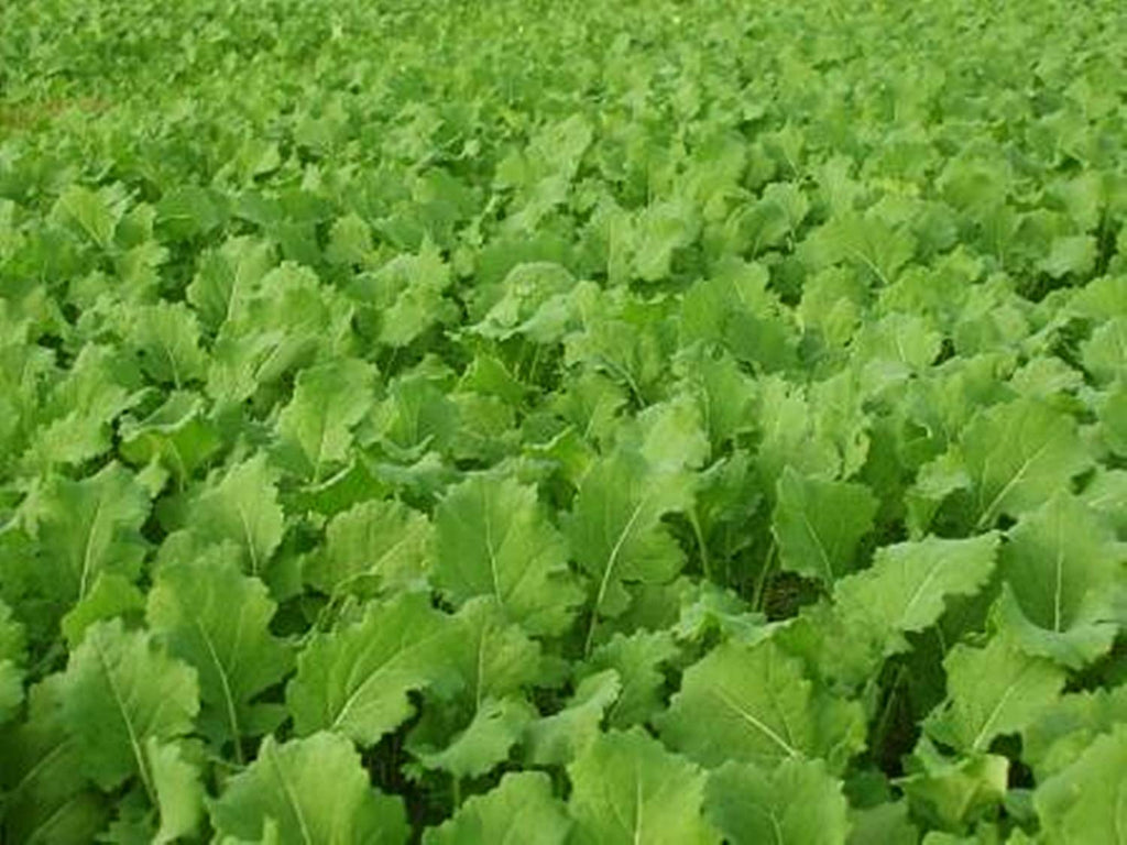 Whitetail Institute Imperial Tall Tine Tubers Food Plot Seed (Fall Planting), 12-Pound (2 Acres), Green