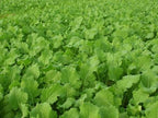Whitetail Institute Imperial Tall Tine Tubers Food Plot Seed (Fall Planting), 12-Pound (2 Acres), Green