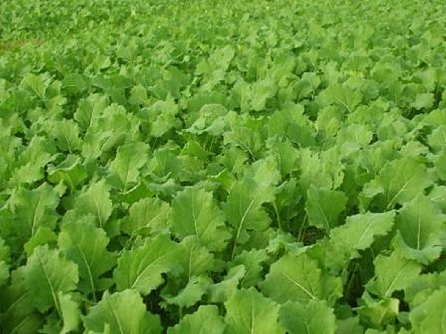Whitetail Institute Imperial Tall Tine Tubers Food Plot Seed (Fall Planting), 12-Pound (2 Acres), Green