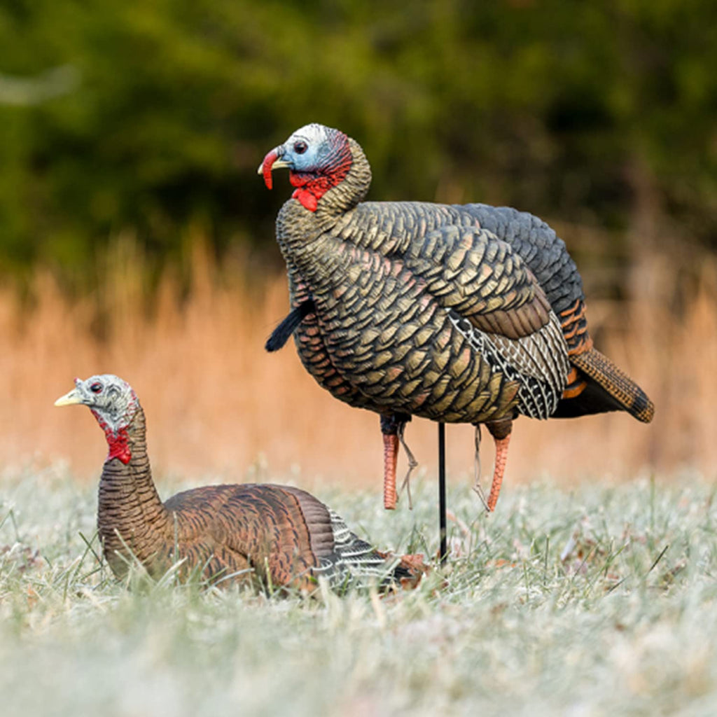 Avian-X Hdr Jake Turkey Decoy | Rugged Durable Realistic Lifelike Quarter-Strut Body Standing Hunting Decoy With 2 Removable Hea