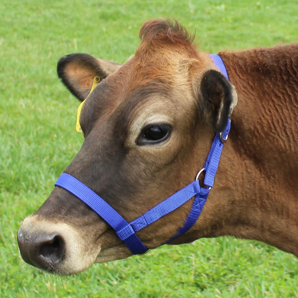 Derby Originals Adjustable Nylon Livestock Cattle Halters Available In Multiple Colors