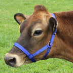 Derby Originals Adjustable Nylon Livestock Cattle Halters Available In Multiple Colors