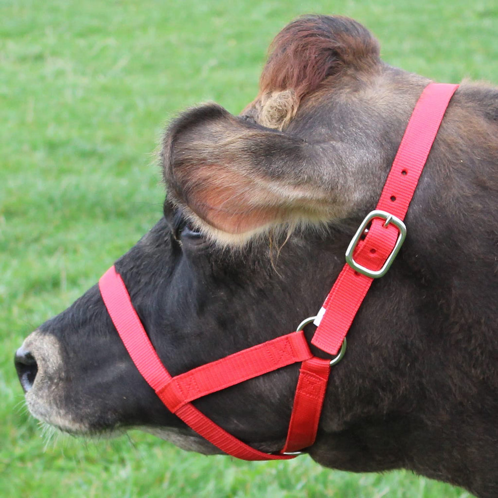 Derby Originals Adjustable Nylon Livestock Cattle Halters Available In Multiple Colors