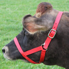 Derby Originals Adjustable Nylon Livestock Cattle Halters Available In Multiple Colors
