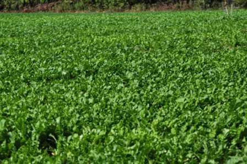 Whitetail Institute Winter Peas Plus Deer Food Plot Seed, Superior Cool Season Forage Designed To Maximize Deer Attraction Into