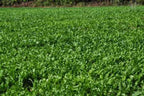 Whitetail Institute Winter Peas Plus Deer Food Plot Seed, Superior Cool Season Forage Designed To Maximize Deer Attraction Into