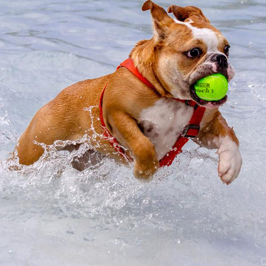 Teloon Tennis Balls (Yellow-12Pcs)