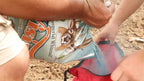Whitetail Institute Vision Deer Food Plot Seed For Fall Planting, Perennial Blend Of Clover, Chicory And Kale To Attract And Hol