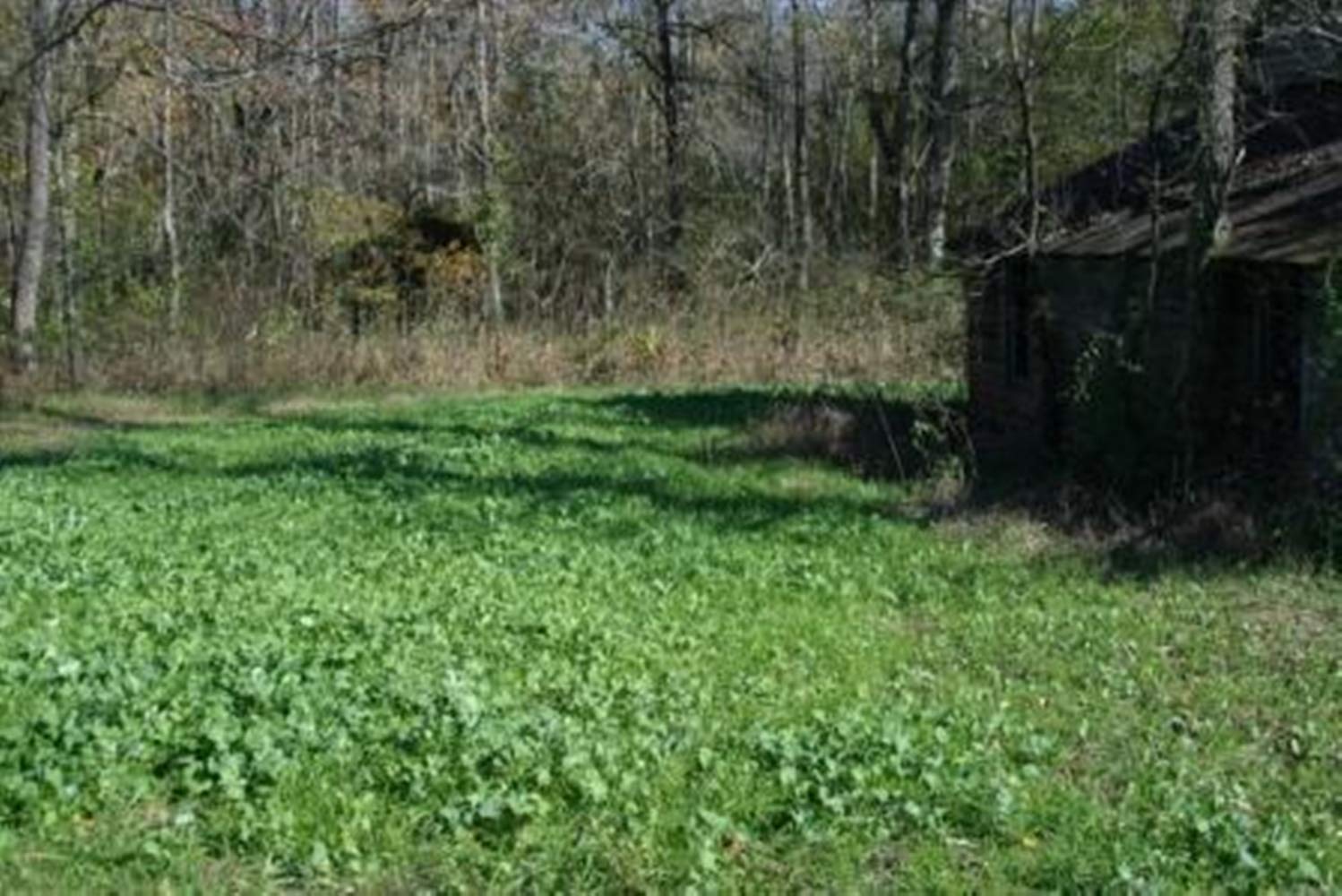Whitetail Institute Imperial No-Plow Food Plot Seed (Spring And Fall Planting), 9-Pound (.5 Acre), White