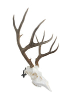 Dead On Display -Angle Bracket Adapter, European Skull Mount- Taxidermy Trophy Mounting Kit- ***Cannot Be Used Alone**- To Be Us