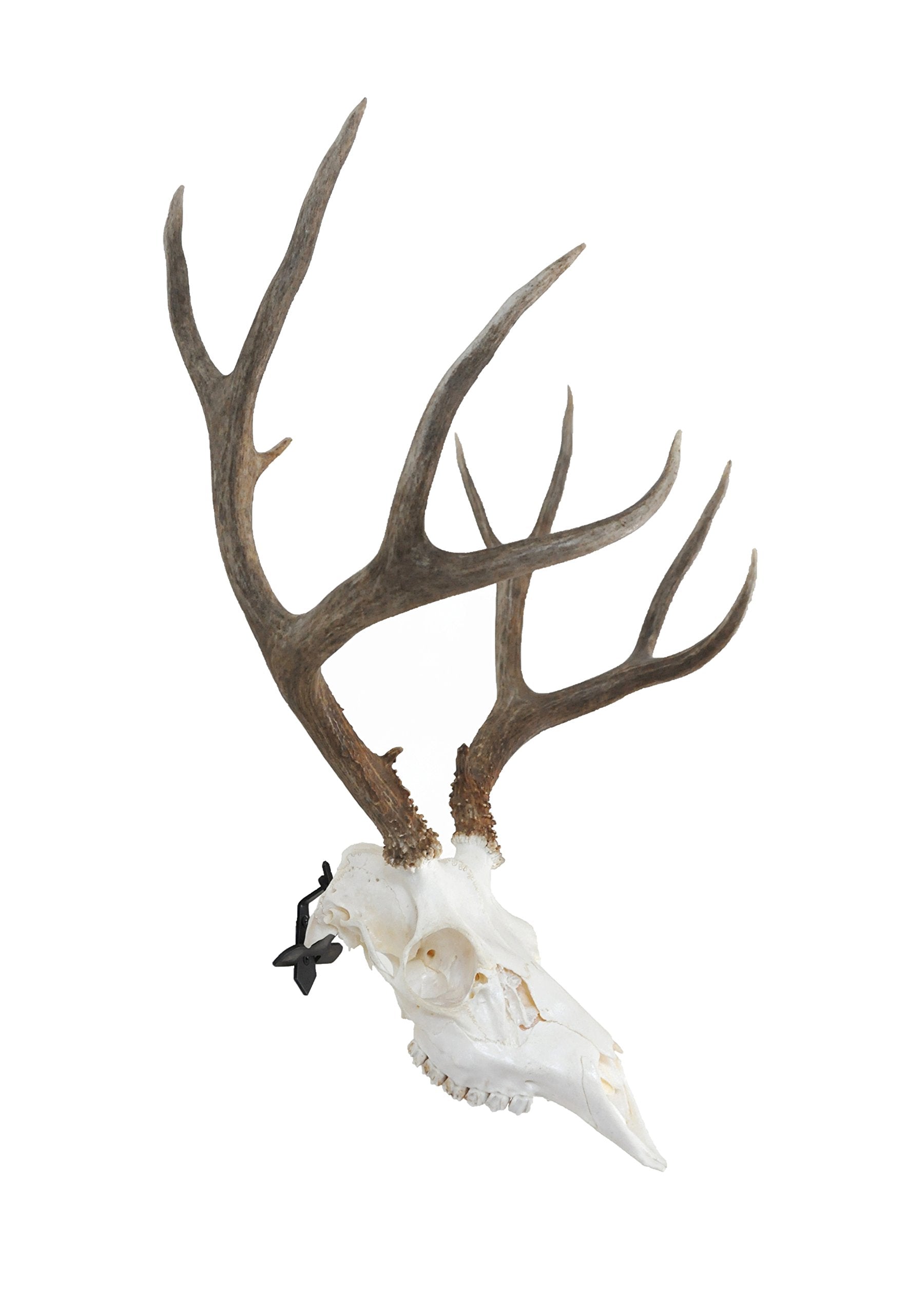 Dead On Display -Angle Bracket Adapter, European Skull Mount- Taxidermy Trophy Mounting Kit- ***Cannot Be Used Alone**- To Be Us