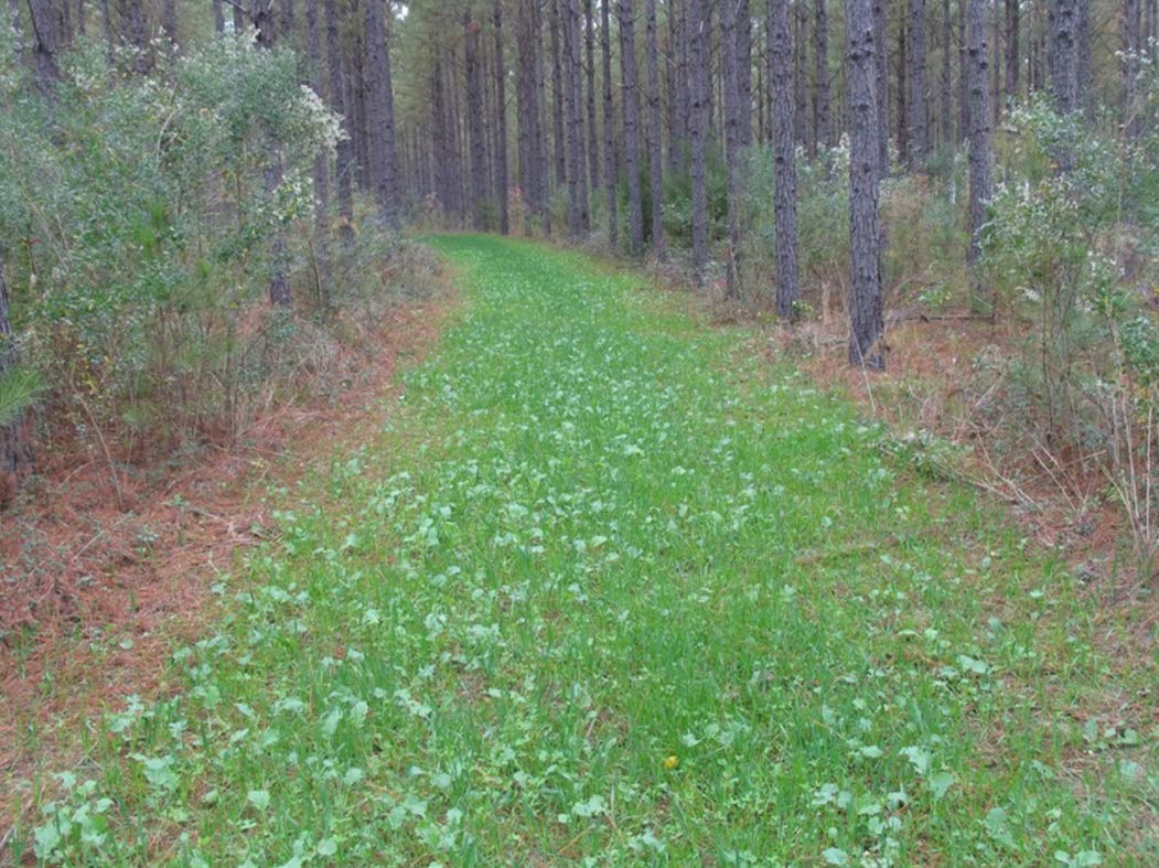 Whitetail Institute Imperial No-Plow Food Plot Seed (Spring And Fall Planting), 9-Pound (.5 Acre), White
