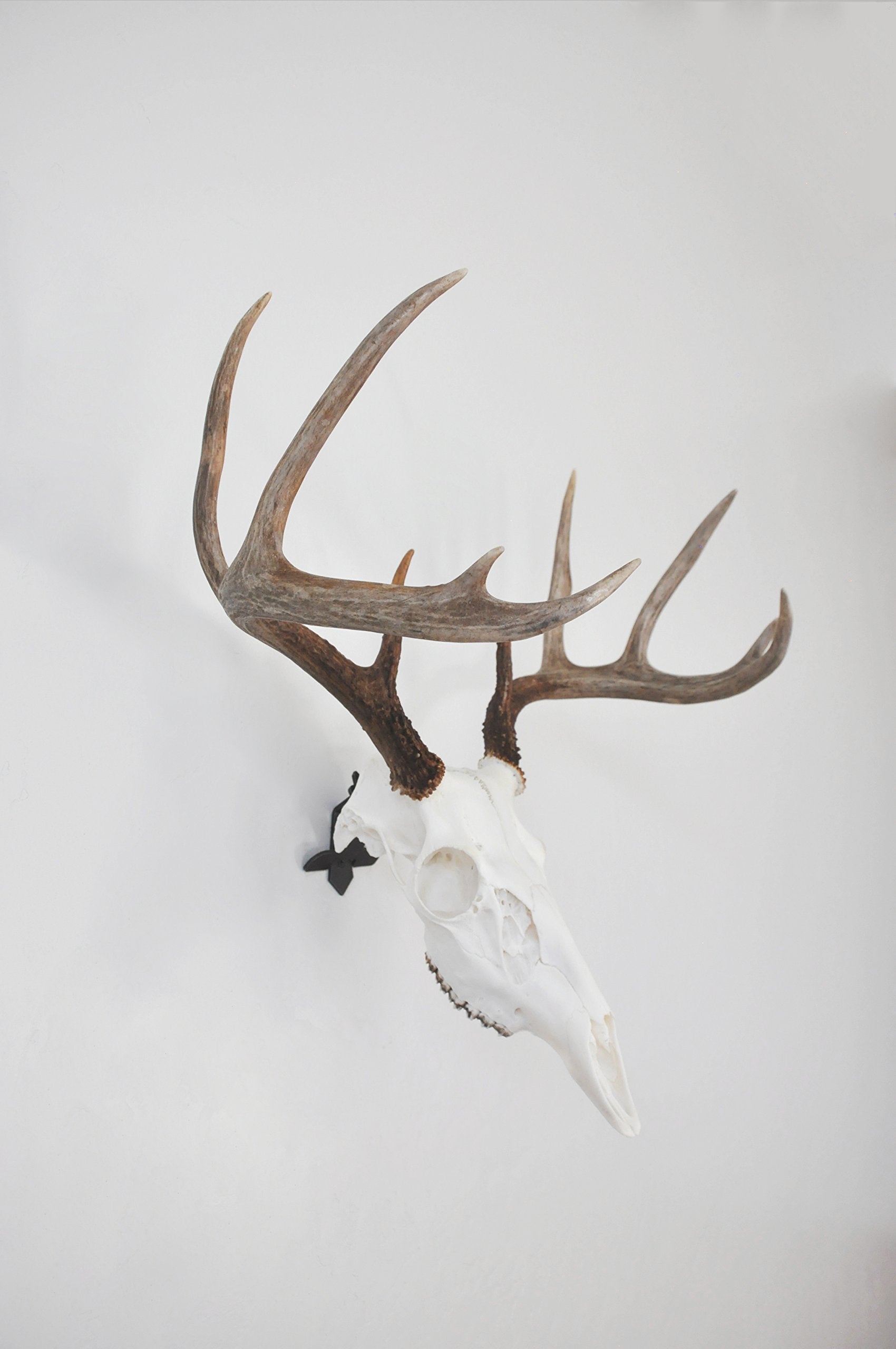 Dead On Display -Angle Bracket Adapter, European Skull Mount- Taxidermy Trophy Mounting Kit- ***Cannot Be Used Alone**- To Be Us